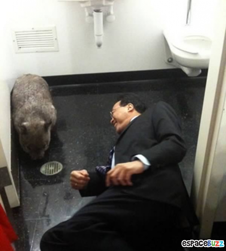 Illustration de l'article : Animalia version WC : ces animaux qui ont inexplicablement atterri dans vos toilettes