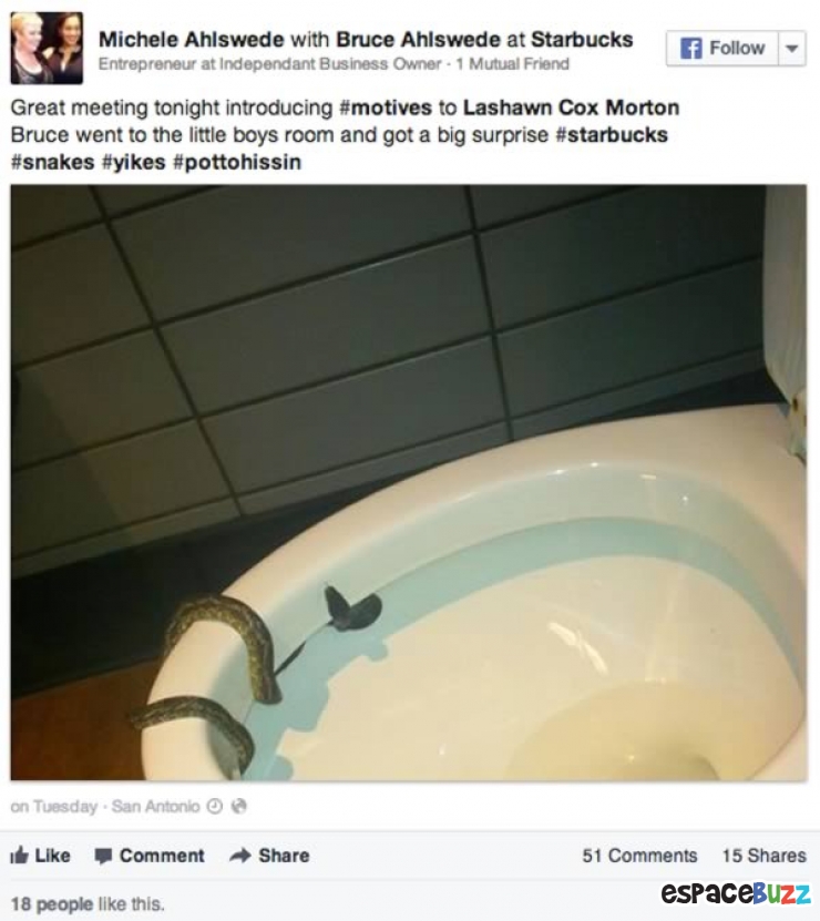 Illustration de l'article : Animalia version WC : ces animaux qui ont inexplicablement atterri dans vos toilettes