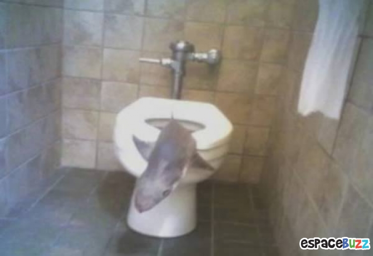 Illustration de l'article : Animalia version WC : ces animaux qui ont inexplicablement atterri dans vos toilettes