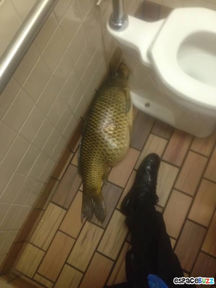 Illustration de l'article : Animalia version WC : ces animaux qui ont inexplicablement atterri dans vos toilettes