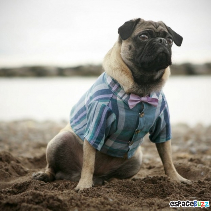 Illustration de l'article : Le top 15 des fanatiques de chiens