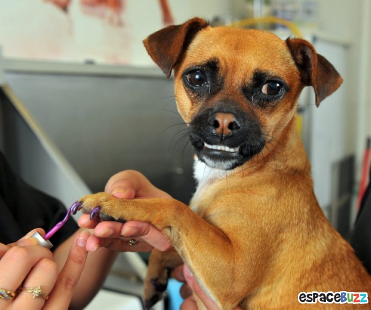 Illustration de l'article : Le top 15 des fanatiques de chiens