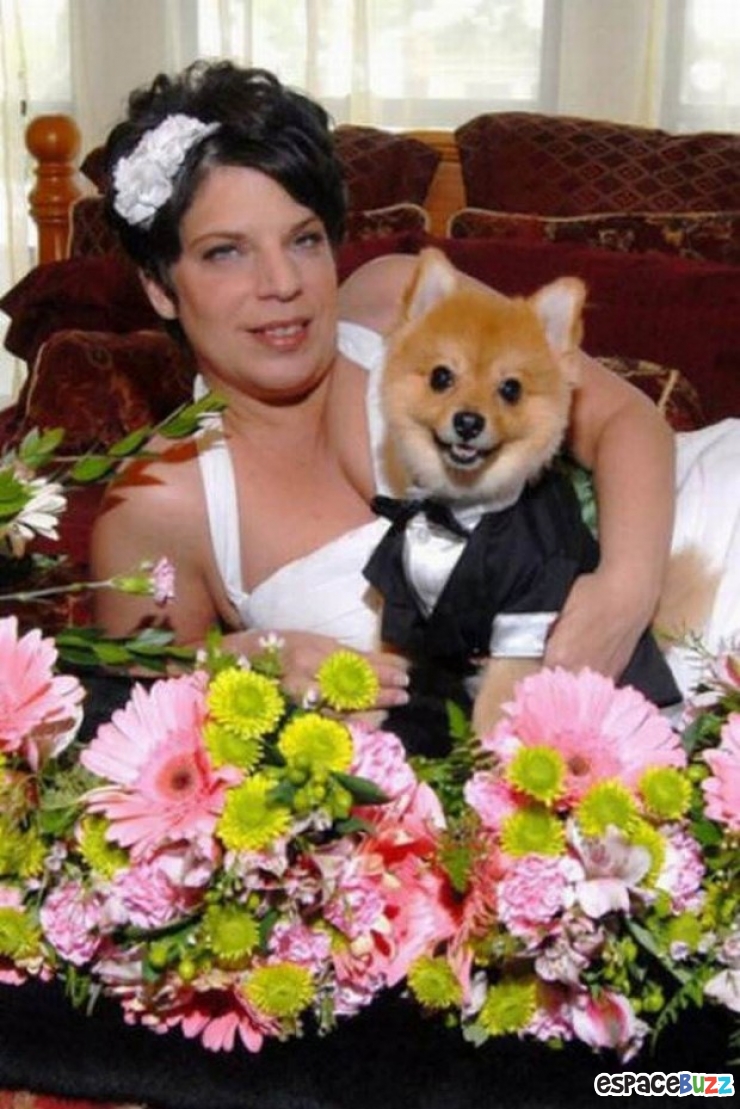 Illustration de l'article : Le top 15 des fanatiques de chiens