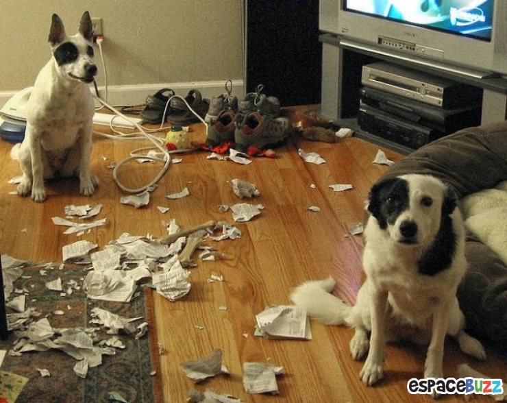 Illustration de l'article : Le top 15 des fanatiques de chiens