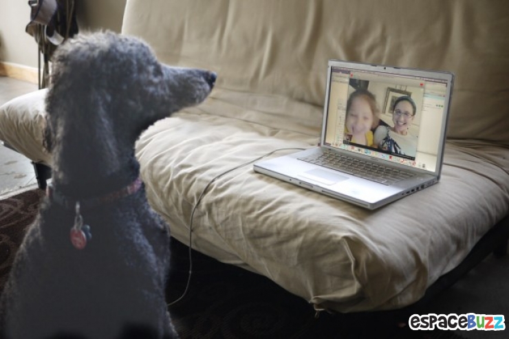 Illustration de l'article : Le top 15 des fanatiques de chiens