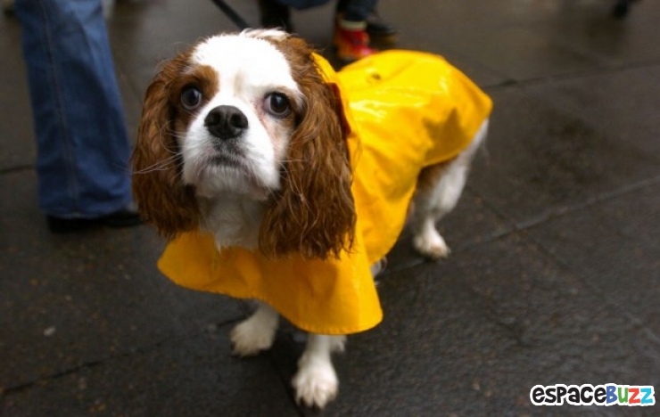 Illustration de l'article : Le top 15 des fanatiques de chiens