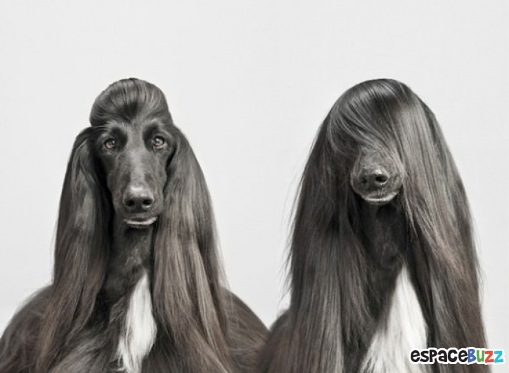 Illustration de l'article : Le top 15 des fanatiques de chiens