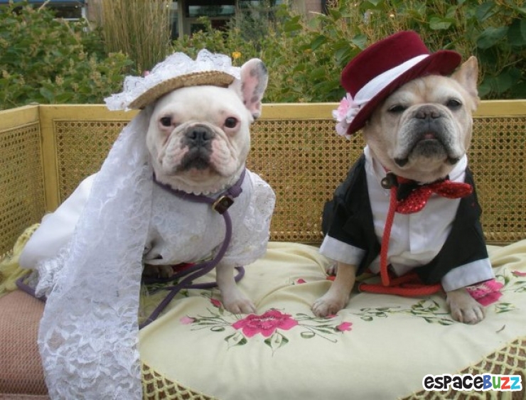 Illustration de l'article : Le top 15 des fanatiques de chiens