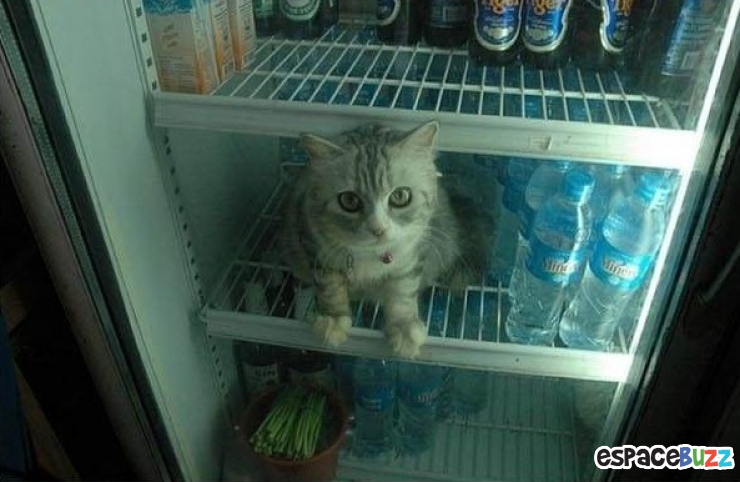 Illustration de l'article : Top 20 des trucs et astuces signes de canicule!