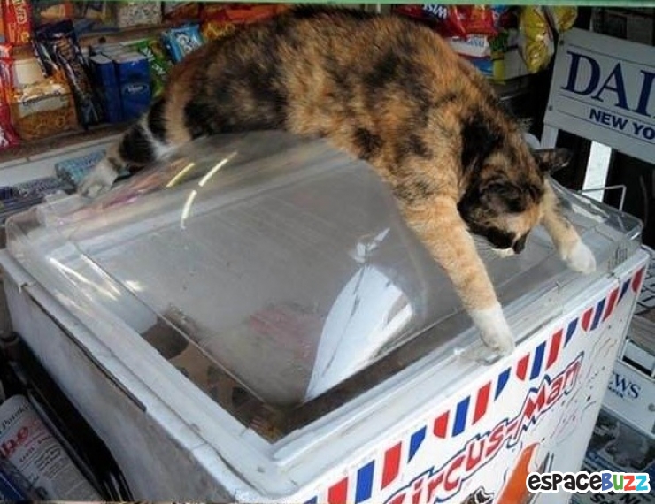 Illustration de l'article : Top 20 des trucs et astuces signes de canicule!