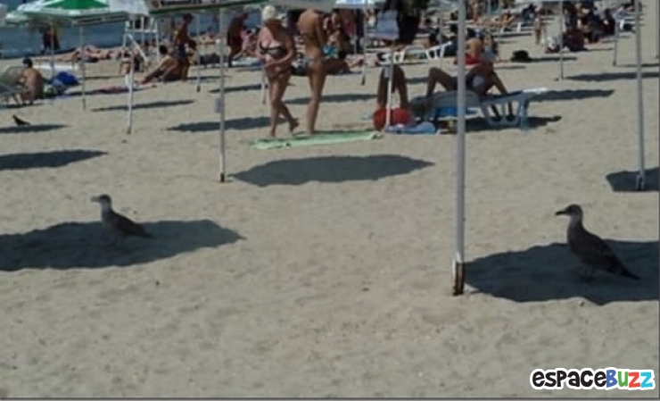 Illustration de l'article : Top 20 des trucs et astuces signes de canicule!