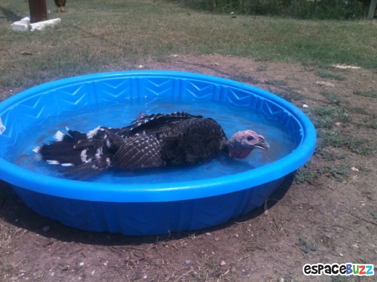 Illustration de l'article : Top 20 des trucs et astuces signes de canicule!