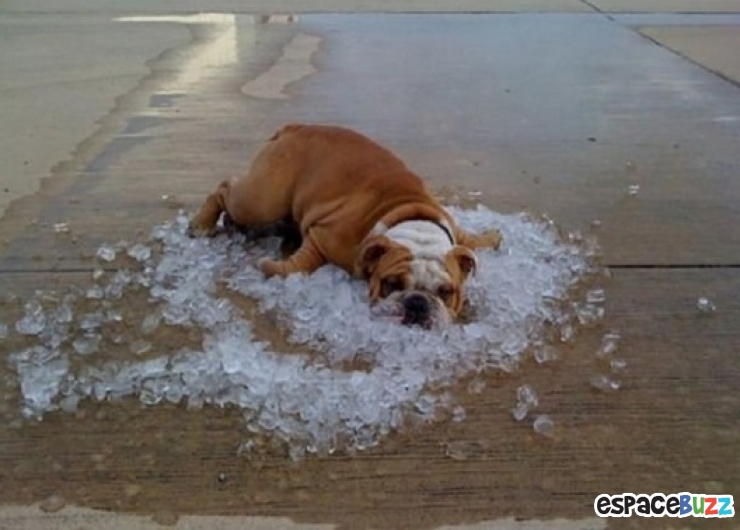 Illustration de l'article : Top 20 des trucs et astuces signes de canicule!