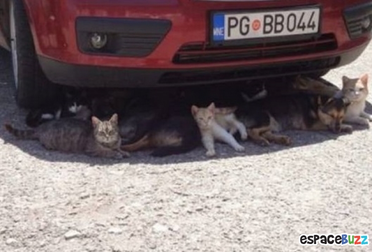 Illustration de l'article : Top 20 des trucs et astuces signes de canicule!