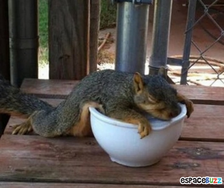 Illustration de l'article : Top 20 des trucs et astuces signes de canicule!