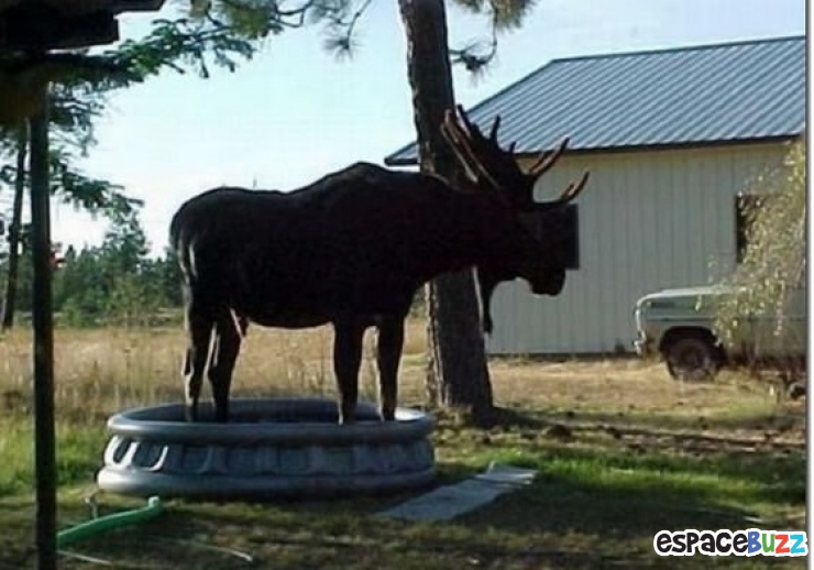 Illustration de l'article : Top 20 des trucs et astuces signes de canicule!