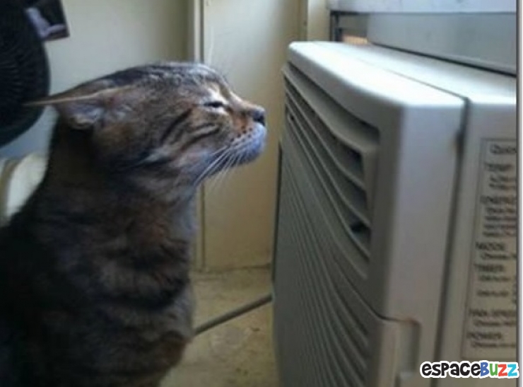 Illustration de l'article : Top 20 des trucs et astuces signes de canicule!