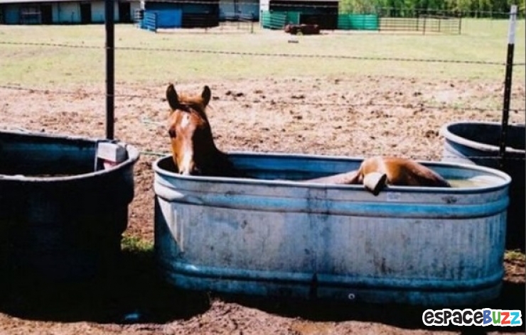 Illustration de l'article : Top 20 des trucs et astuces signes de canicule!