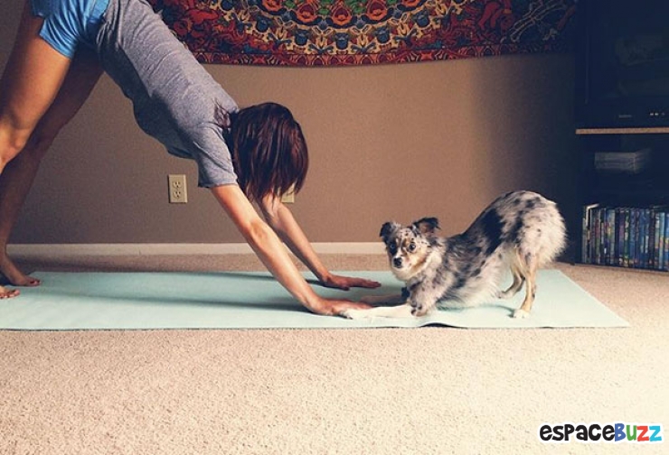 Illustration de l'article : Top des 15 animaux sportifs