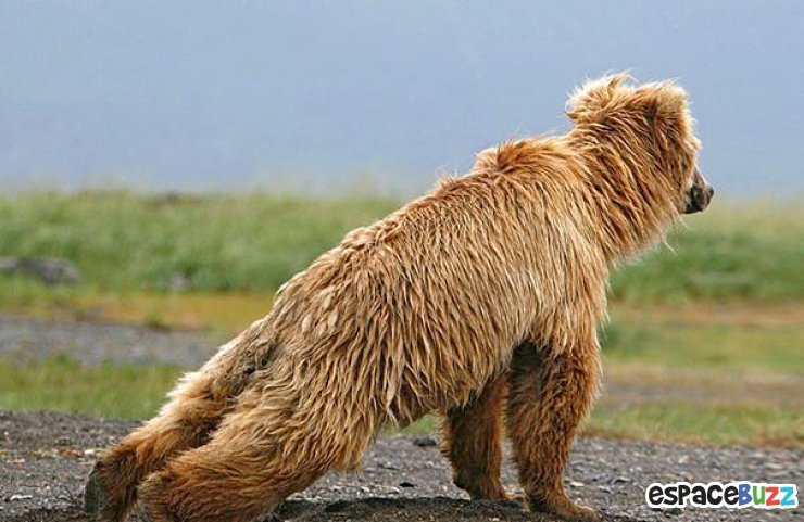 Illustration de l'article : Top des 15 animaux sportifs