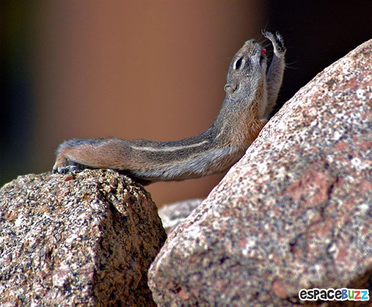 Illustration de l'article : Top des 15 animaux sportifs