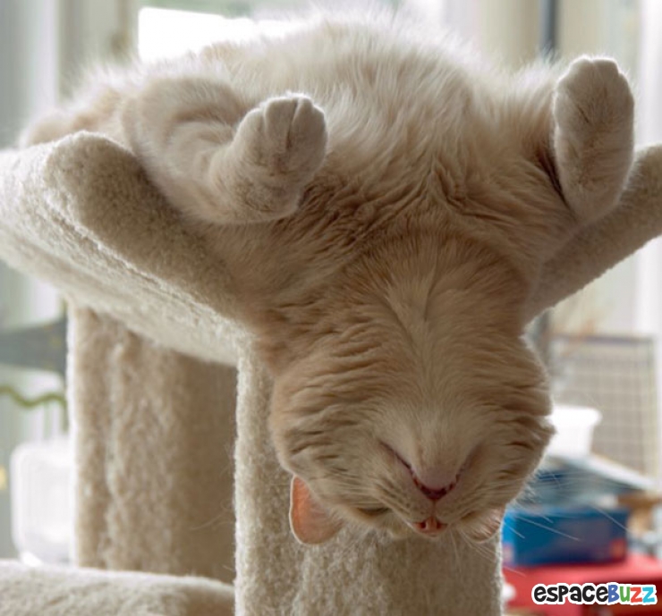 Illustration de l'article : Top des 15 animaux sportifs