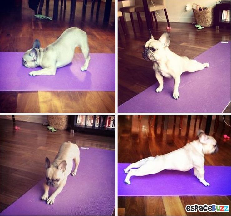 Illustration de l'article : Top des 15 animaux sportifs