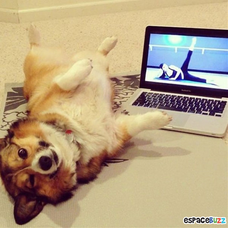 Illustration de l'article : Top des 15 animaux sportifs