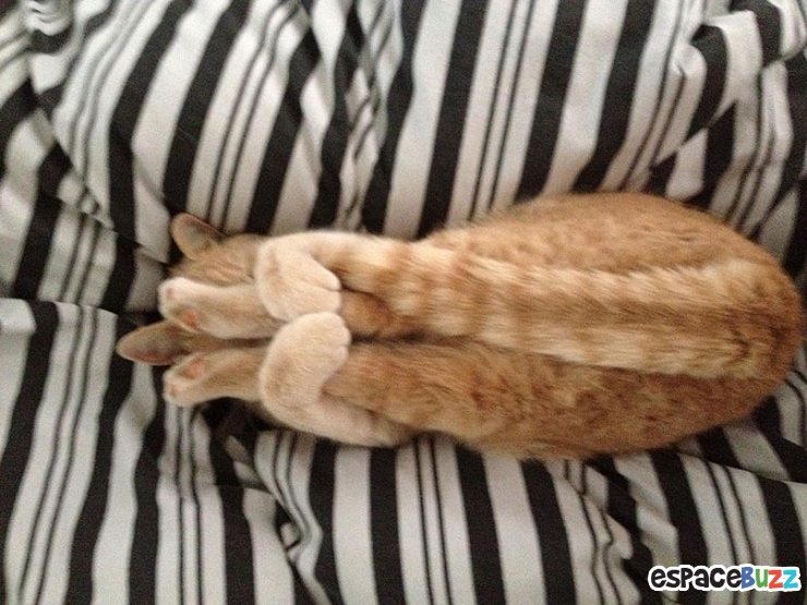 Illustration de l'article : Top des 15 animaux sportifs