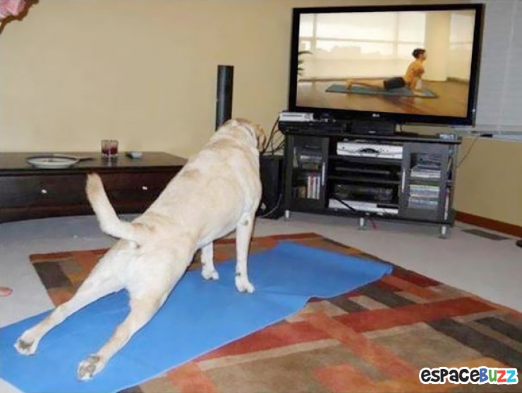 Illustration de l'article : Top des 15 animaux sportifs