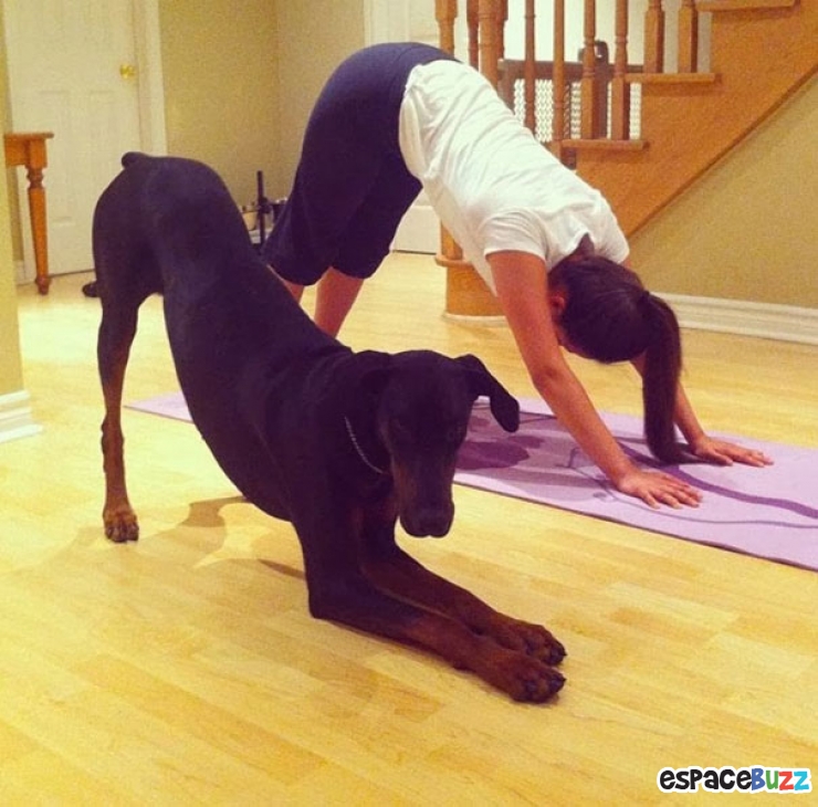 Illustration de l'article : Top des 15 animaux sportifs