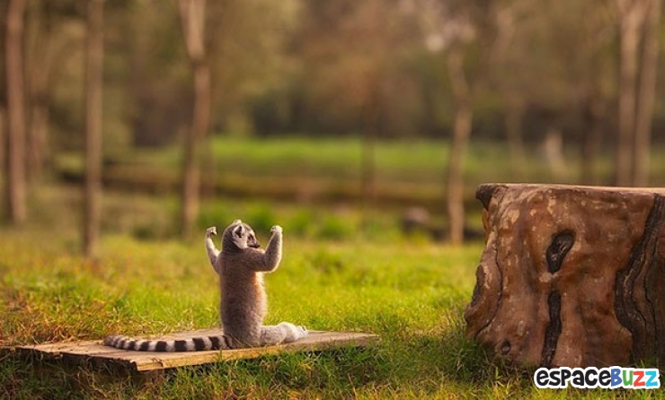 Illustration de l'article : Top des 15 animaux sportifs