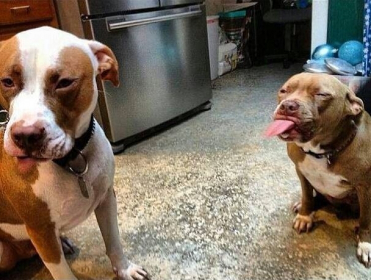 Illustration de l'article : Ces 15 photos d'animaux devraient être remboursées par la Sécu