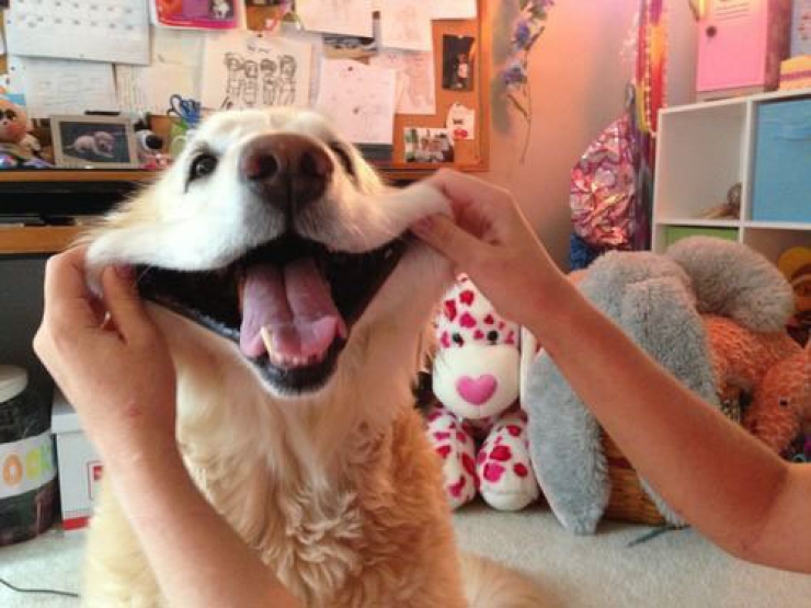 Illustration de l'article : Ces 15 photos d'animaux devraient être remboursées par la Sécu