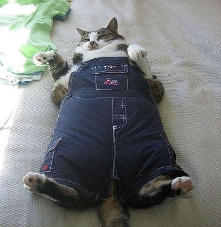 Illustration de l'article : 17 animaux en net surpoids