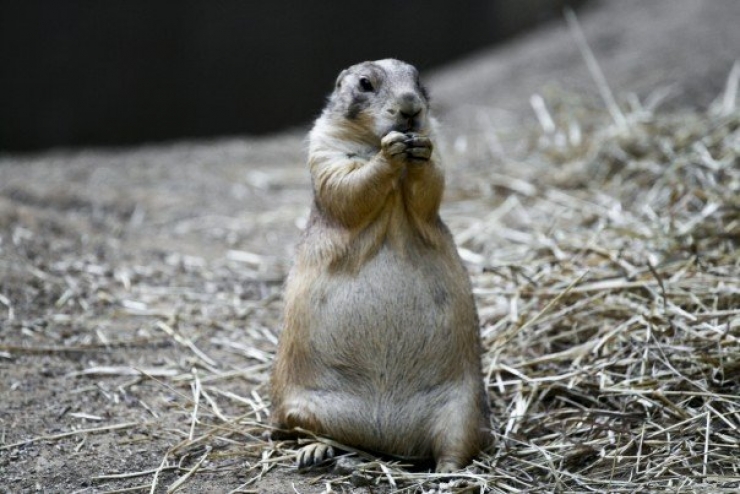 Illustration de l'article : 17 animaux en net surpoids