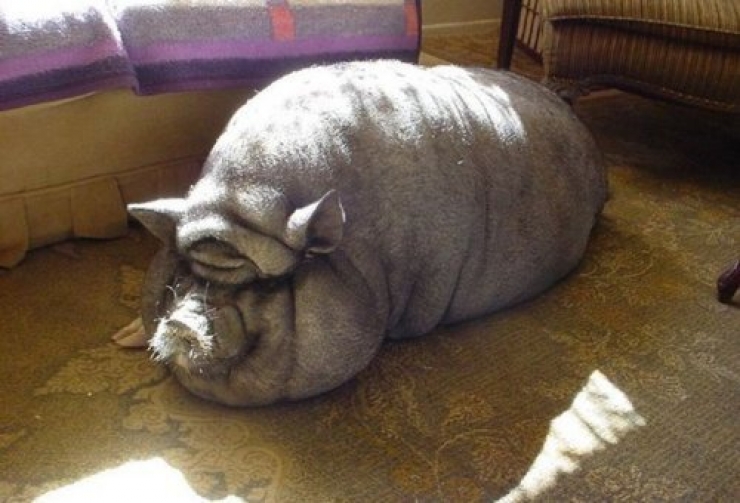 Illustration de l'article : 17 animaux en net surpoids