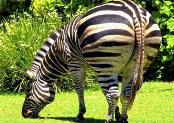 Illustration de l'article : 17 animaux en net surpoids