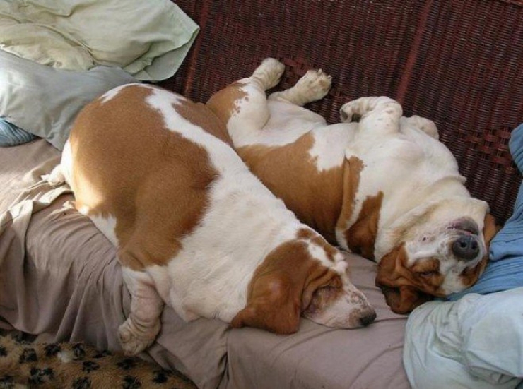 Illustration de l'article : 17 animaux en net surpoids