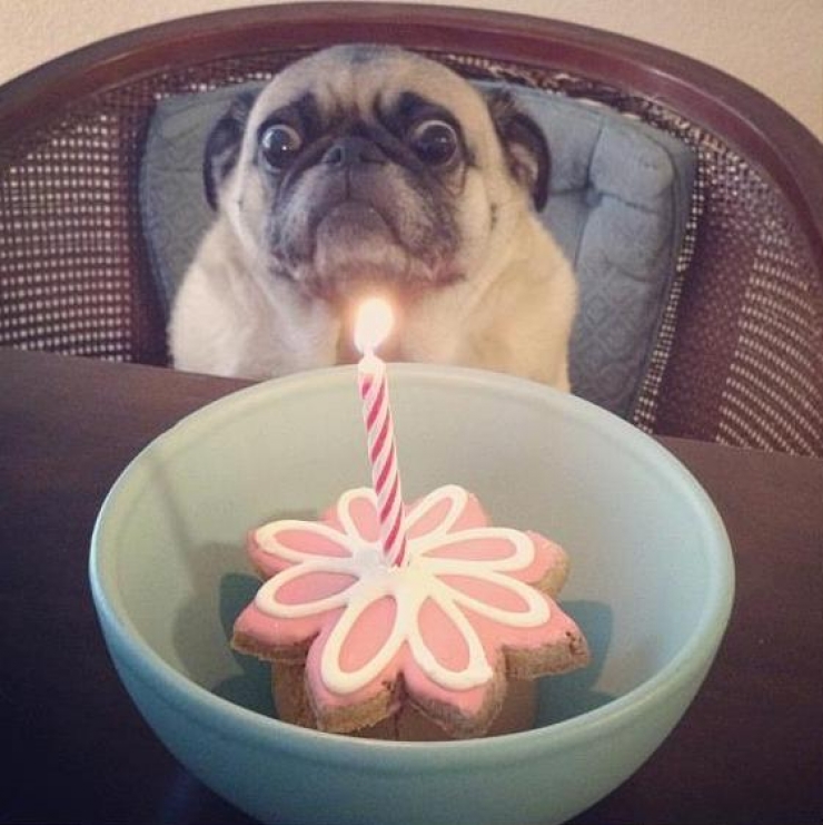 Illustration de l'article : 20 animaux ravis de fêter leur anniversaire