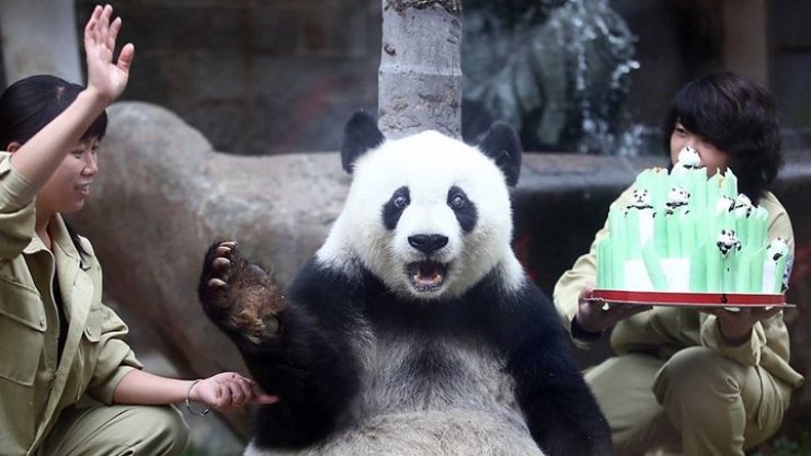 Illustration de l'article : 20 animaux ravis de fêter leur anniversaire