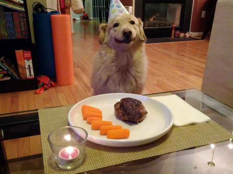 Illustration de l'article : 20 animaux ravis de fêter leur anniversaire