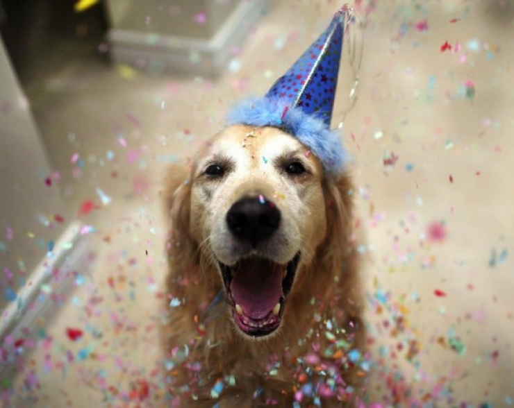 Illustration de l'article : 20 animaux ravis de fêter leur anniversaire