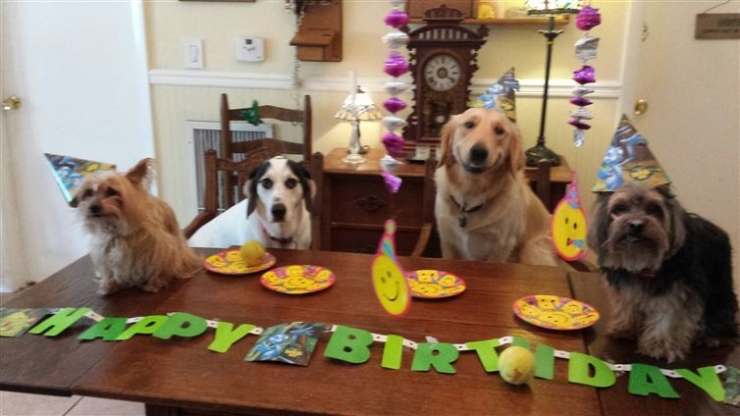Illustration de l'article : 20 animaux ravis de fêter leur anniversaire