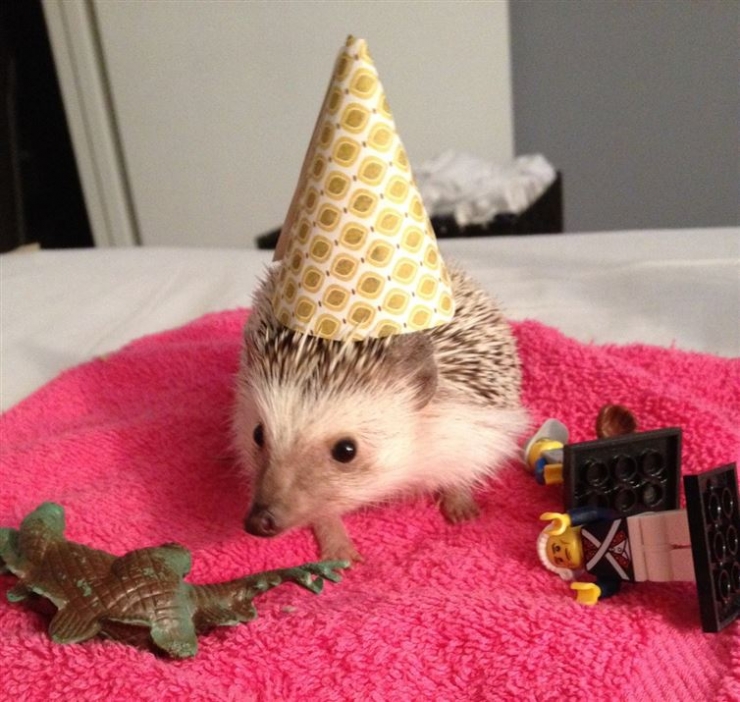 Illustration de l'article : 20 animaux ravis de fêter leur anniversaire
