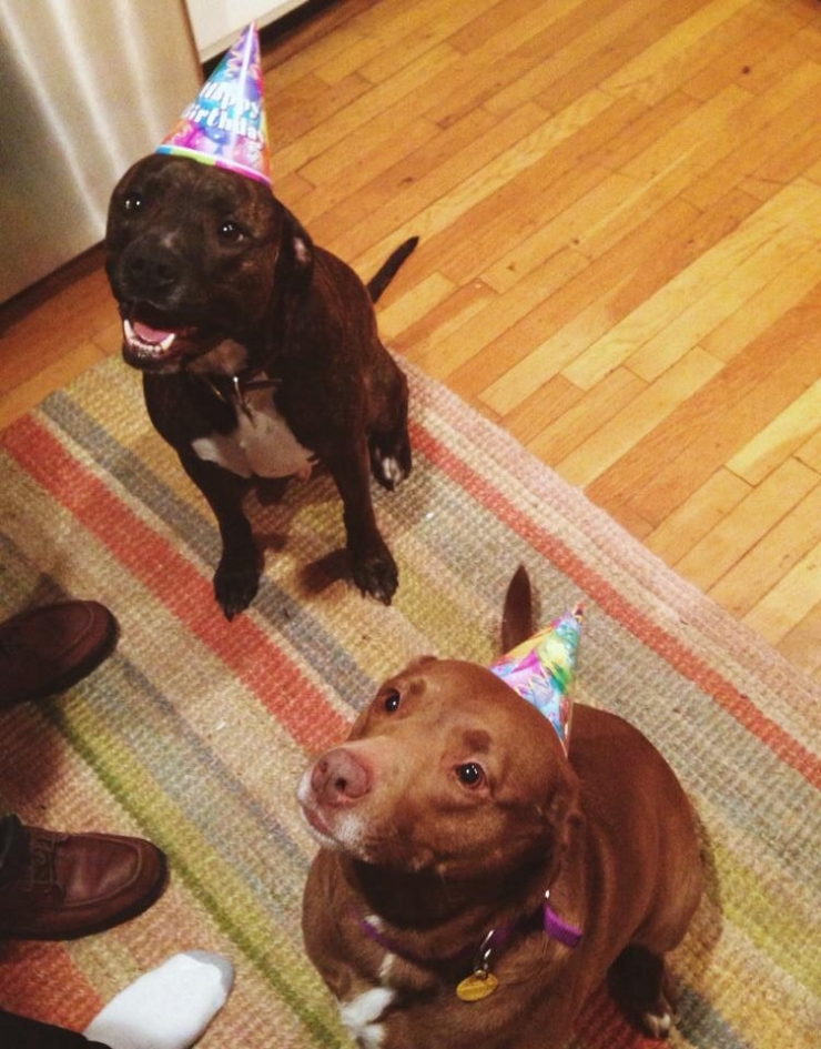 Illustration de l'article : 20 animaux ravis de fêter leur anniversaire