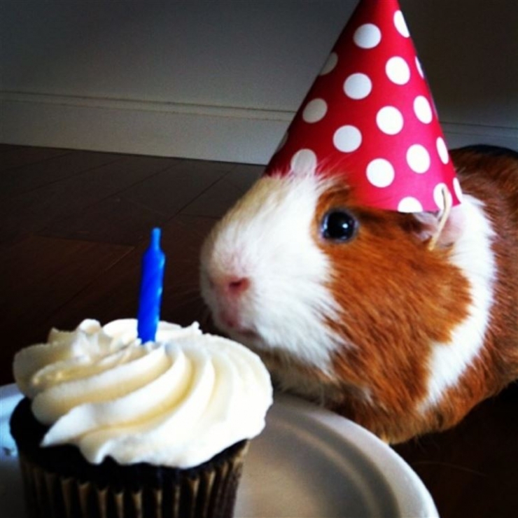 Illustration de l'article : 20 animaux ravis de fêter leur anniversaire