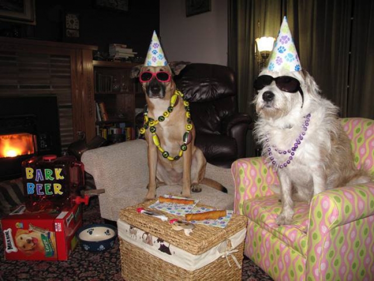 Illustration de l'article : 20 animaux ravis de fêter leur anniversaire