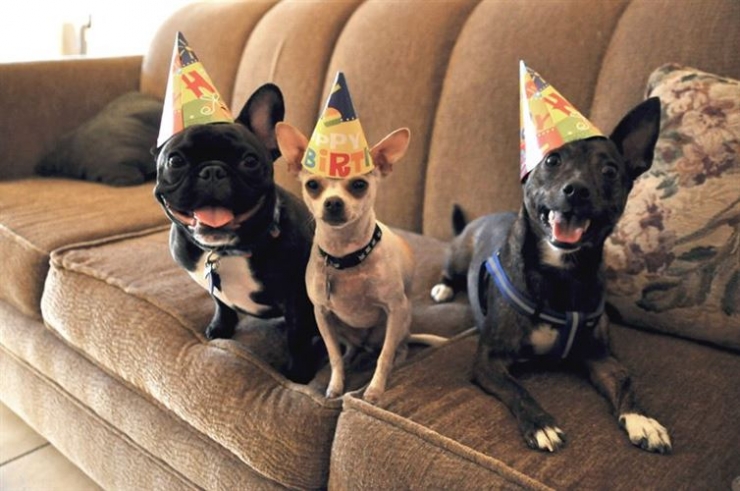 Illustration de l'article : 20 animaux ravis de fêter leur anniversaire