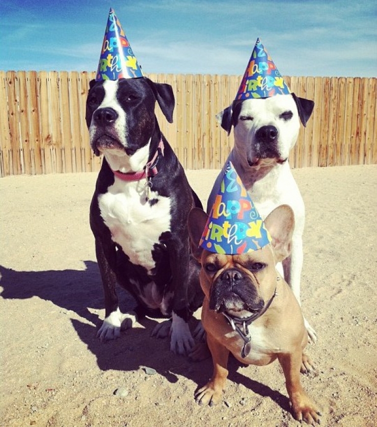 Illustration de l'article : 20 animaux ravis de fêter leur anniversaire